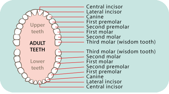 Brushing children’s teeth: in pictures