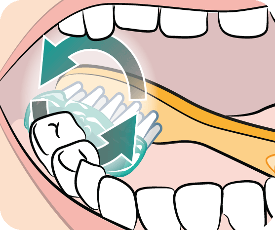 Brushing children’s teeth: in pictures