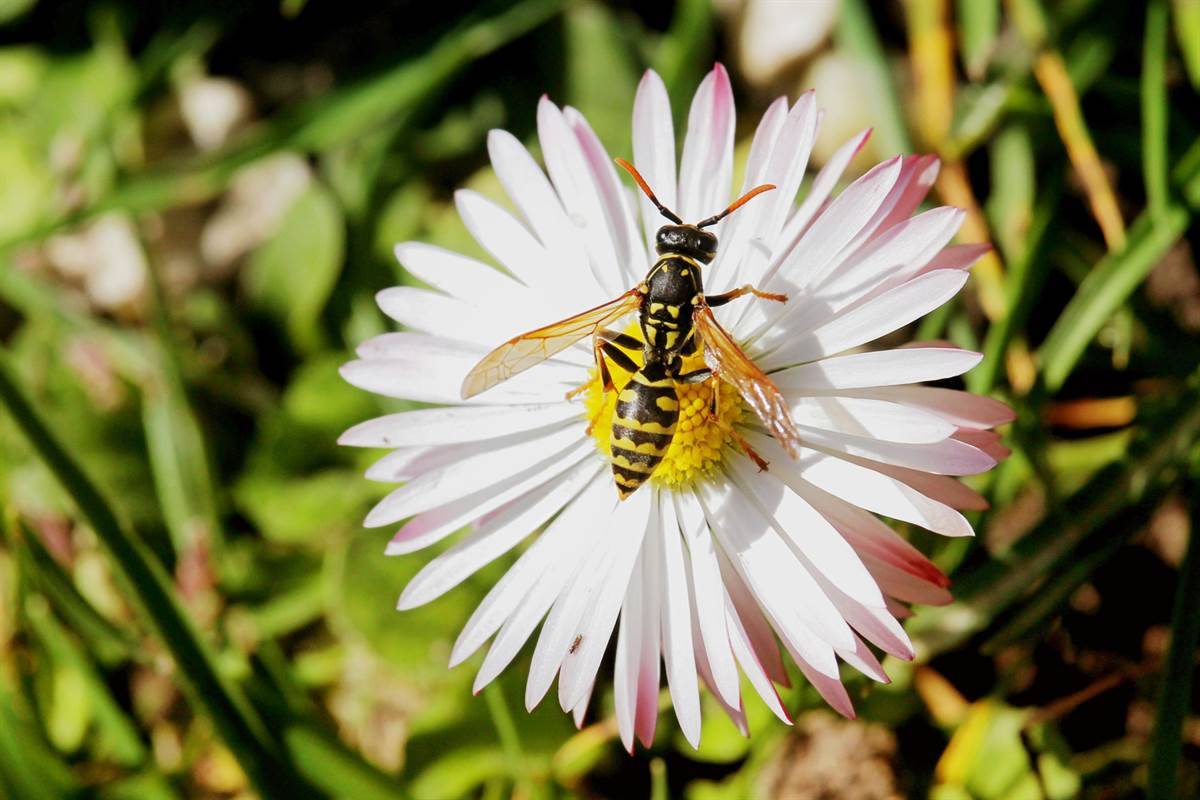 Bee on flower petals