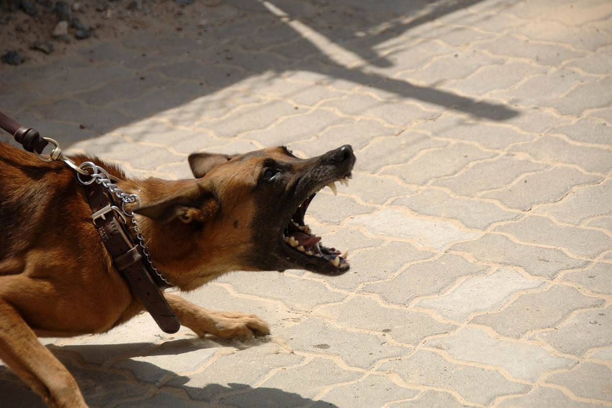 A dog barking 
