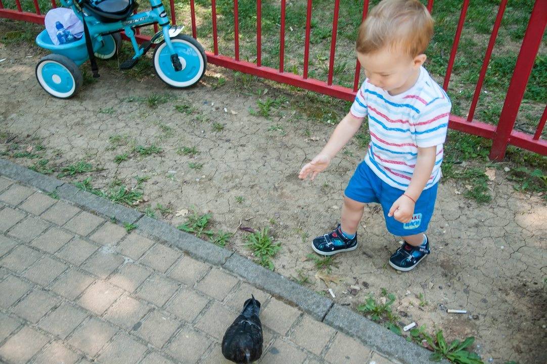 Dječak pokušava da uhvati goluba u dvorištu.