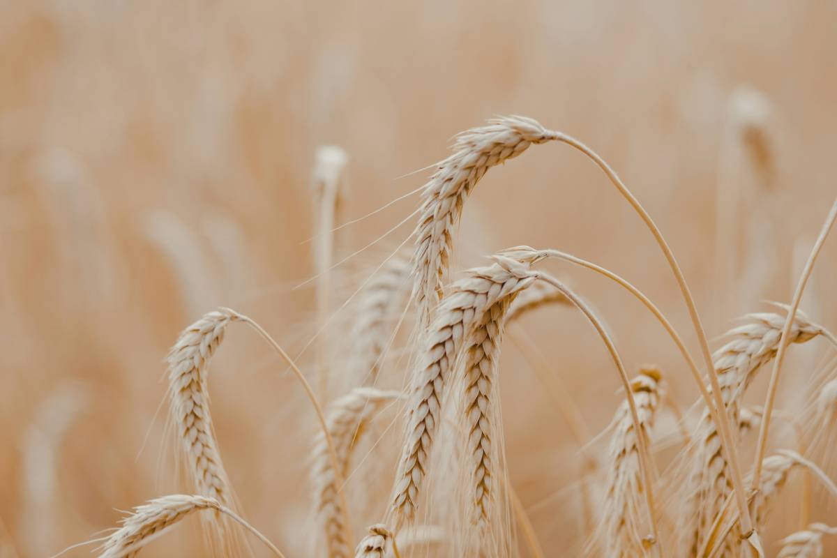 Wheat