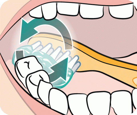 Brushing children’s teeth: in pictures