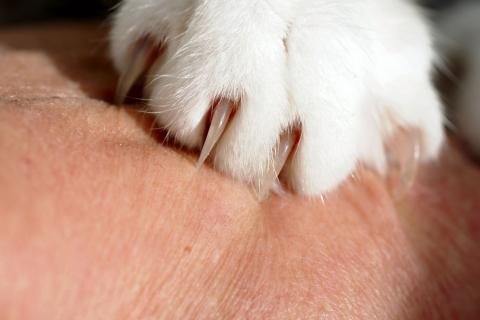 A cat's paw with protruding claws