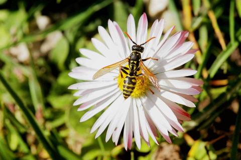 Bee on flower petals