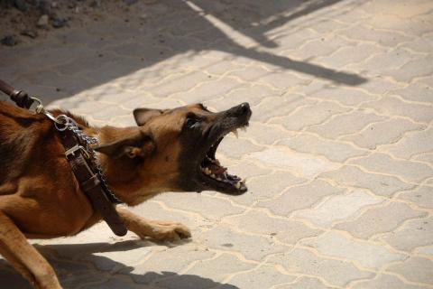 A dog barking