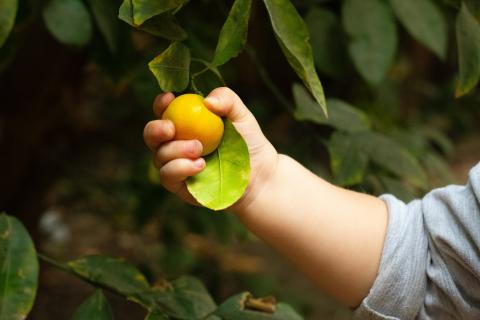 toddler playing outside food fruit