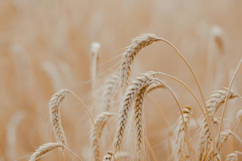 Wheat