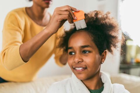 Head lice